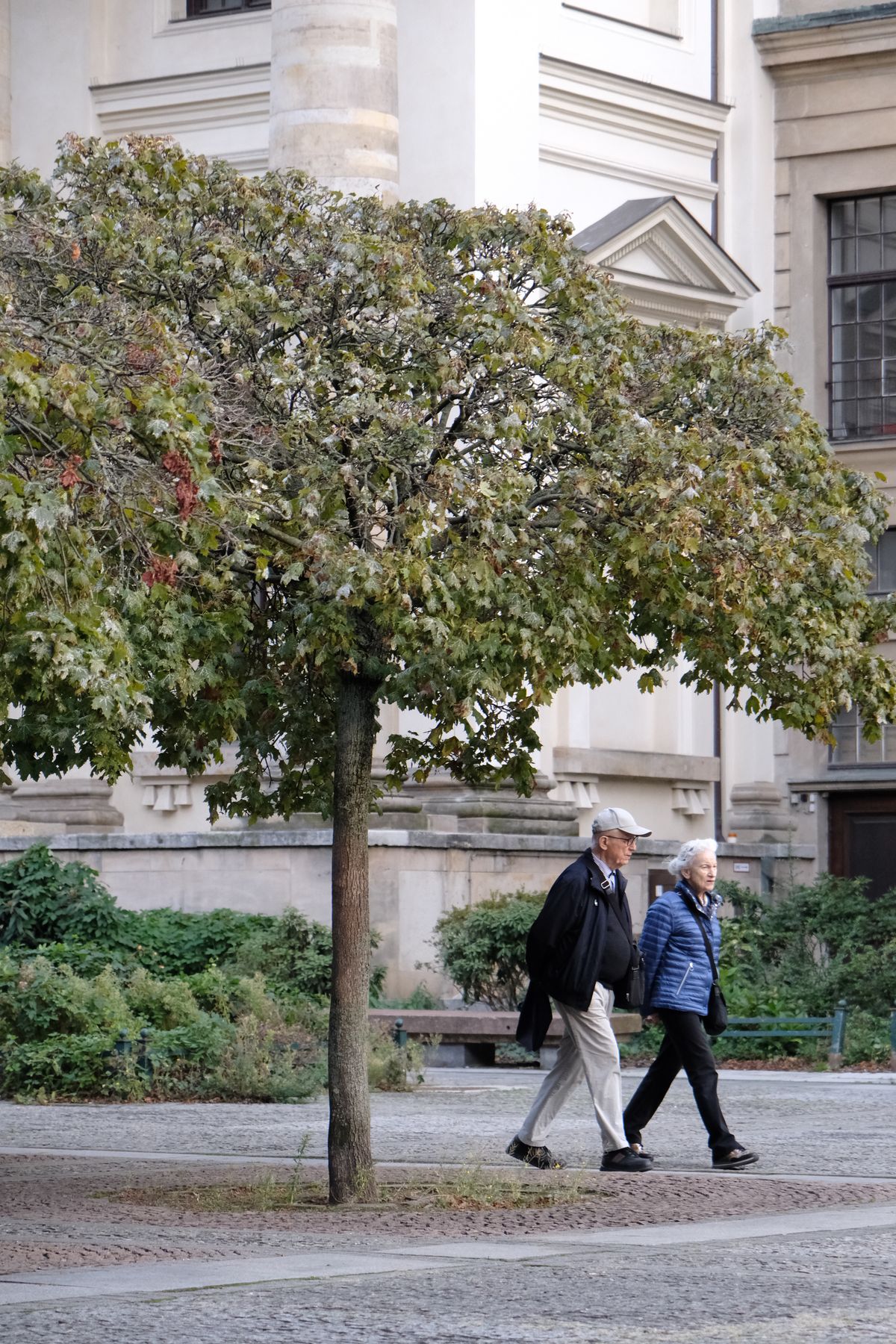 A senior couple walking under a tree in a city park, enjoying a calm day outdoors.